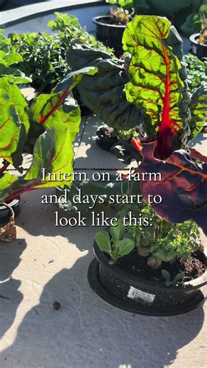 Growing food in the desert, and feeding the community 🙌 #regenerativefarming #farm #arizona
