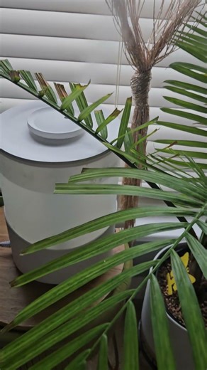 Majesty palm 🌴 not enough humidity. Dry tips. Day 2 of humidifier