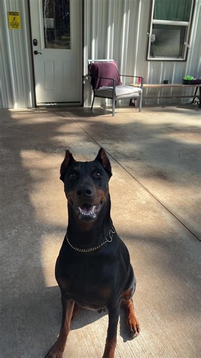 We love a dynamic duo at the sandlot! #fyp #foryou #dogsoftiktok #doggydaycare