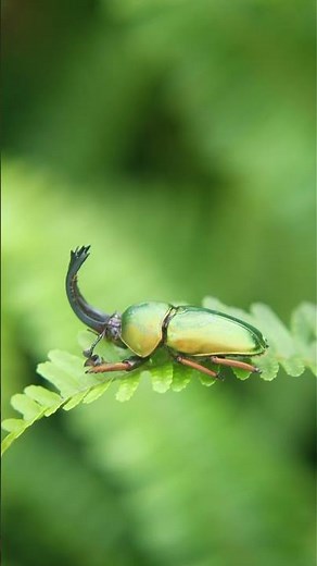 Spring Macro Photography 🐞🌿 | Lighting Setup with JJC Macro Arm Light