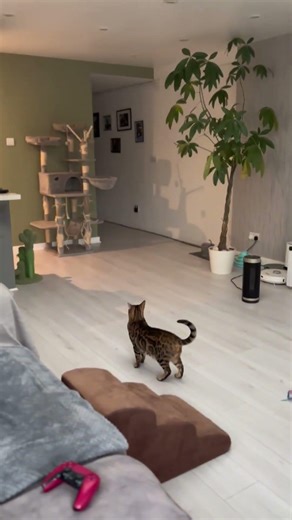 “Try Not to Laugh 😂 Funniest Cat Moments Ever!”#FunnyCats #TryNotToLaugh