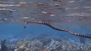 🐍 Meet the banded sea krait! These sea snakes use their paddle-like tail to move through the water and hunt for eels and other prey. But while they hunt for prey in the ocean, they still return to land to digest their food and lay their eggs! 🏝️ Learn more: https://oceana.ly/41NJeZm | Oceana