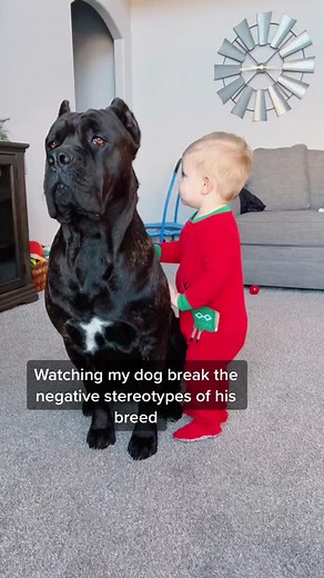 Biggest Dog Breed: Protective Cane Corso with Kids and Babies