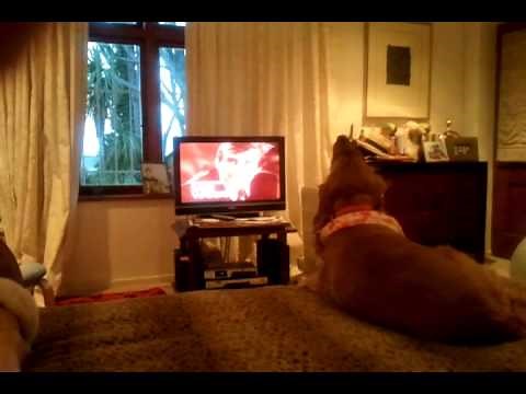 Louis the dog singing to Law And Order Theme Song