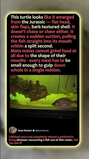 The Turtle That Hunts Like A VACUUM! 🐢🐟 #Nature #Wildlife #StrangeAnimals