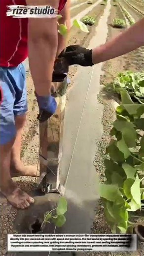 This Farming Tool Plants Seedlings 10x Faster 🌱🚜 #Shorts