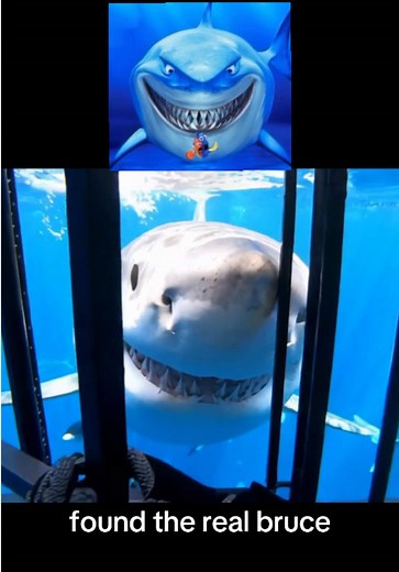 Finding Nemo's Real Bruce Found! 😭😭😭
