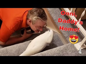 Baby Cockatoo Freaks Out When Daddy Comes Home 😍💕