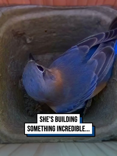 Incredible Bird Nest Surprise | Birdwatching Wildlife Nature