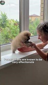 Pomeranian: The Adorable Fluff Ball with a Big Personality!