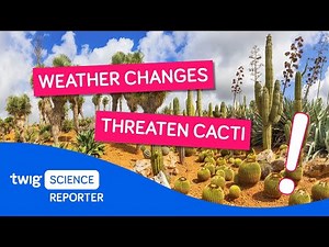 Twig Science: Climate Changes Even Threatens Cacti.