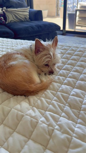 When the puppies are sleeping. #robot #doglife #fyp #robotdog