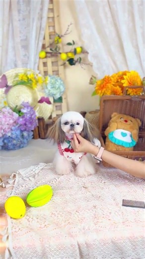 Xi Shi Beauty: A C-moe Trainee's Artistry Unveiled