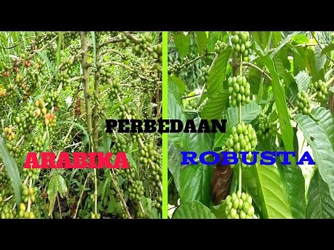 how to differentiate between arabica and robusta coffee_about plants