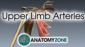 Upper Limb Arteries - Arm and Forearm - 3D Models, Video Tutorials & Notes | AnatomyZone