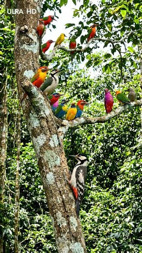 Rainforest Amazing Birds.