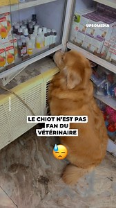 Entre la peur et le courage d’un petit chien chez le vétérinaire 🐶💉😓 | Le Kiwi
