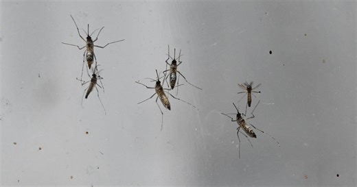 Dr. Gounder on mosquito bite prevention