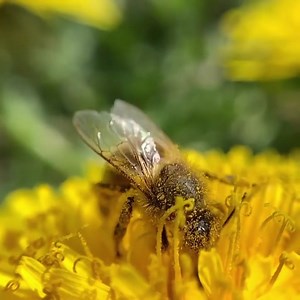 12K views · 688 reactions | Happy honeybee getting amongst it on a spring Dandelion flower  so much pollen! Dandelions are important early spring food for our precious pollinators. So please let your lawns go wild. | Flow Hive | Facebook