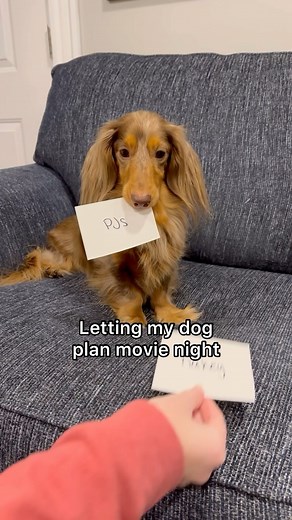879K views · 10K reactions | Letting Roswell plan movie night凉 Should I do more “choose your own adventure” videos with Roswell this year? Everyone always loved these but I think I ran out of ideas. Let me know!❤️ #dachshund #disney #movienight #dogsofinstagram #puppy | Roswell Weenie | Facebook