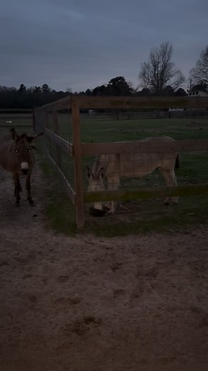 Donkey Dan is on a mission #shirtlessjake #donkeydan #lifewithlyssa | Shirtless Jake's Homestead