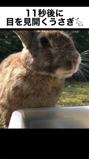 11秒後に目を見開くうさぎ