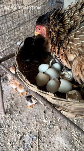 Organic Incubation & Results no-28