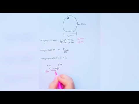 🔬 Magnification Formula (non-example) in Biology