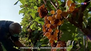 Vendanges : à la découverte du crémant d'Alsace