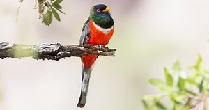 Coppery-tailed Trogon Sounds, All About Birds, Cornell Lab of Ornithology