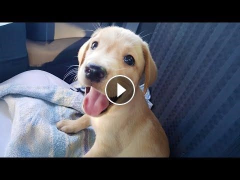 Cutest Labrador Puppies Videos Ever #Video
