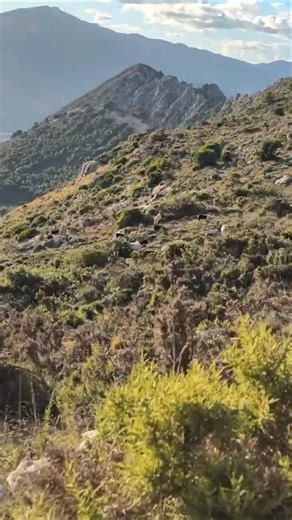 Human babies can’t walk… but baby goats climb days after birth?!