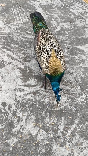 “Peacock Eating Grains on the Floor | Amazing Nature Moment”