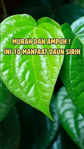 10 Manfaat Daun Sirih | Dedaunan Sehat