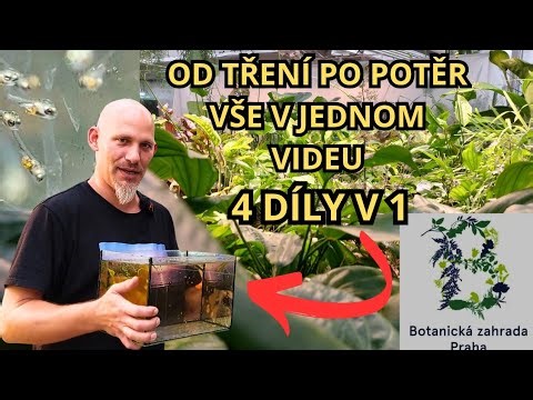 Jak rozmnožovat akvarijní ryby | KOMPLETNÍ NÁVOD OD A DO Z | Martin Dvořák (Botanická zahrada Praha)