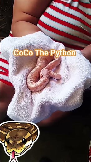 CoCo The Python #snake