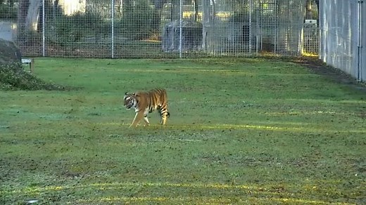 Splish Splash Priya's takin' a bath! Watch her streaming LIVE 24/7 at Explore.org/bigcatrescue Find all the cat webcams at BigCatCams.com | Big Cat Rescue