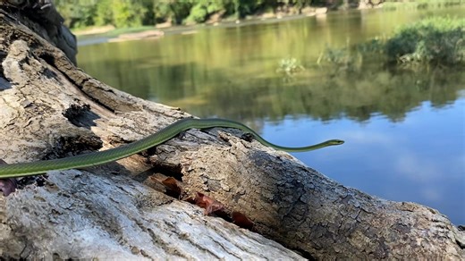 Opheodrys aestivus, commonly known as the rough green snake, is a nonvenomous North American colubrid. It is sometimes called grass snake or green grass snake, but these names are more commonly applied to the smooth green snake (Opheodrys vernalis). The European colubrid called grass snake (Natrix natrix) is unrelated. The rough green snake is docile, often allowing close approach by humans, and seldom bites. Even when bites occur, they have no venom and are harmless. The preferred habitat of O.