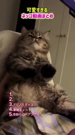 猫のおもしろ動画まとめ