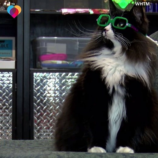 1.2M views · 2.7K reactions | COOL CAT: Truffles the cat helps kids feel comfortable at the eye doctor, and less ashamed to wear glasses and eye patches  https://cbsn.ws/34nFoHD | The Uplift | Facebook