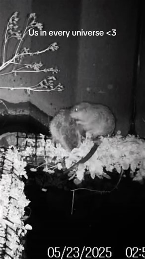 Urban Rivers on Instagram: "Happy Valentines Day from us and the river critters! ❤️ Send this to someone you’d share a dead fish with :) #urbanrivers #wildmile"