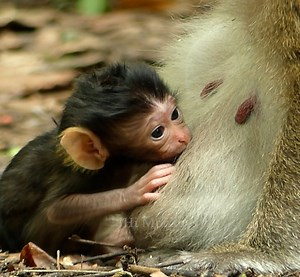 14K views · 1.1K reactions | Congratulation Daisy !! new mama Daisy just give birth for baby !! 1105 | Hi Monkeys | Facebook