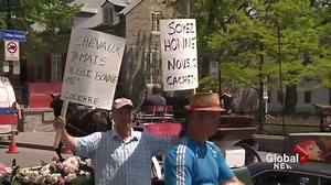 Calèches drivers protest, file injunction