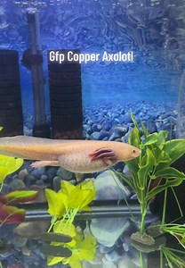 Happy National Axolotl Day. It’s a great day to visit the axolotls and learn all about them. While you’re here you can say hi to Max. She has this great video on TikTok with almost 30,000 likes. ￼ Way to go, Max. She’s really been enjoying hanging out in the store. ￼ Before you leave there are lots of candy and toys to tempt you on your way out. | Axolotls Tulsa