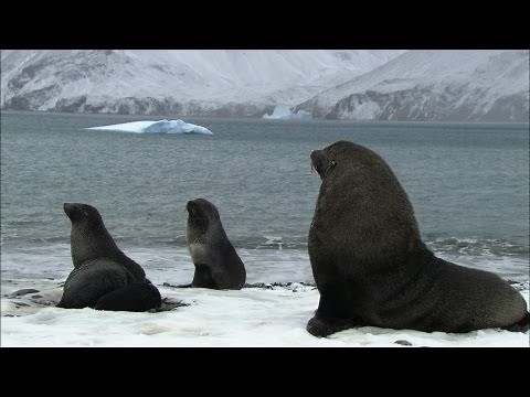 Soaked penguins & mating seals | Antarctica Ep3
