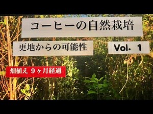 コーヒーの自然栽培. 経過 - 1\nNatural coffee farming Vol. 1