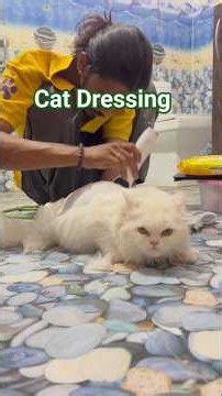 Cat Dressing #cat #love #catvideo #billi #shorts