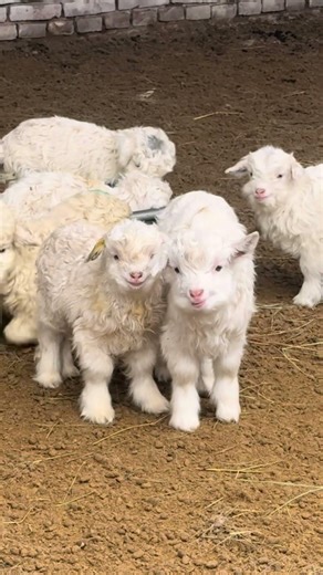 Are the Baby Goats Smiling? 🐐😊 | Cutest Little Lamb Moments #cutefarmanimal #animals #cute