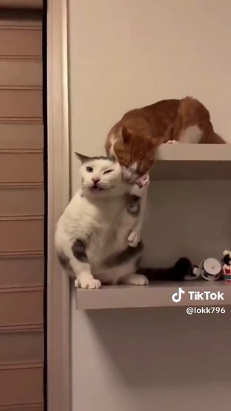 Very cute and simultaneously very funny moments with cats — Part 206 #Cat #cats #cat #core #catlover
