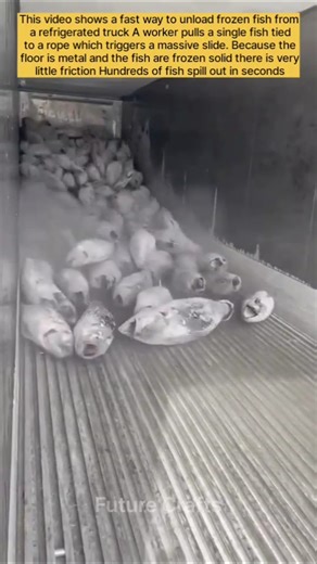 Physics at Work in the Fishing Industry